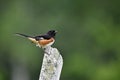 Male Eastern Towhee bird sits perched on a agriculture fence post Royalty Free Stock Photo