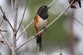 Male Eastern Towhee (Pipilo erythrophthalmus)