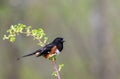 Eastern Towhee perched on single branch green muted background copy space Royalty Free Stock Photo