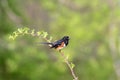Eastern Towhee perched on single branch green muted background copy space Royalty Free Stock Photo