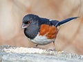 Male Eastern Towhee on post.