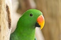Male Eclectus Green Parrot Royalty Free Stock Photo