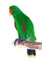 Male eclectus parrot