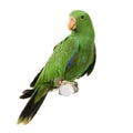 Male Eclectus Parrot