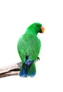 Male eclectus parrot