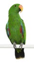 Male Eclectus Parrot