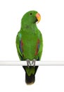 Male Eclectus Parrot