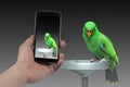 Male Eclectus Parrot, age two months.