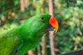 Male Eclectus parrot