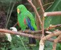 Male Eclectus Parrot (Eclectus roratus)