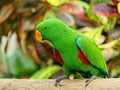 Male Eclectus parrot