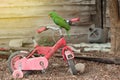 Male Eclectus parrot perched on the old bike children.