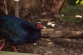 Male Edwards pheasant called Lophura edwardsi