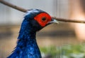 Male edwards pheasant face in closeup, tropical bird from Vietnam, Critically endangered animal specie