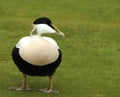 Male Eider Duck