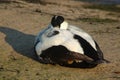 Male Eider duck asleep, Seahouses harbour