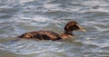 Male Eider Duck eyes wide open