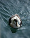 Male Eider Duck.