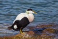 Male eider duck somateria mollissima standing on stone in water