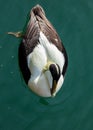 Male Eider Duck. Royalty Free Stock Photo