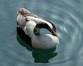 Male Eider Duck. Royalty Free Stock Photo