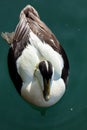 Male Eider Duck.