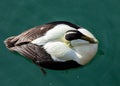 Male Eider Duck.