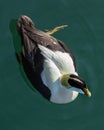 Male Eider Duck.