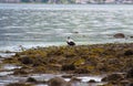 Male eider