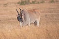 Male eland antelope grazing at masai mara in kenya Royalty Free Stock Photo