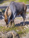 Male eland antelope Royalty Free Stock Photo