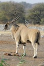 Male eland antelope Taurotragus oryx in Etosha National Park, Namibia,Africa Royalty Free Stock Photo
