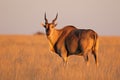 Eland antelope in late afternoon light