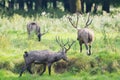 Male elaphure in forest Royalty Free Stock Photo