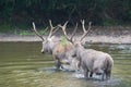 Male elaphure in water Royalty Free Stock Photo