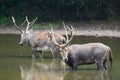Male elaphure in water Royalty Free Stock Photo