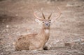 Male eld deer Royalty Free Stock Photo