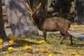 Male Eld`s deer, Thamin, Brow-antlered deer in field