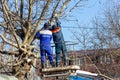 Male electricians Kubanenergo employees cut tree branches eliminating the breakage of the electric grid line Royalty Free Stock Photo