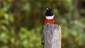 A Male Elegant Trogon Perches on a Tree Stump in Arizona