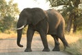 Male elephant