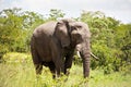 Male elephant Royalty Free Stock Photo