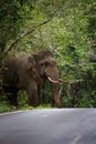 male elephant with beautiful ivory walking through forest in khao yai natinal park,khaoyai is one of most important natural