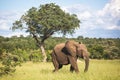 Male elephant in front of marula tree in African landscape