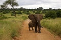 Male elephant garding small elephant