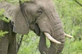 Male elephant with Ivory tusks eating brush in Umfolozi Game Reserve, South Africa, established in 1897