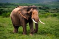 Male elephant with ivory tusks roams Khaoyai National Park Royalty Free Stock Photo