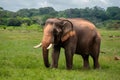 Male elephant with ivory tusks roams Khaoyai National Park Royalty Free Stock Photo