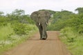 Male elephant with Ivory tusks walking down road through Umfolozi Game Reserve, South Africa, established in 1897 Royalty Free Stock Photo