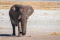 A male elephant ( Loxodonta Africana) walking through the salt pan, Etosha National Park, Namibia. Royalty Free Stock Photo